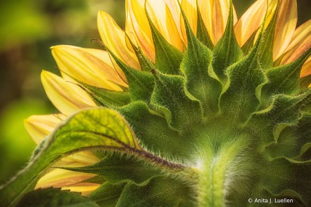 Sunflower Details