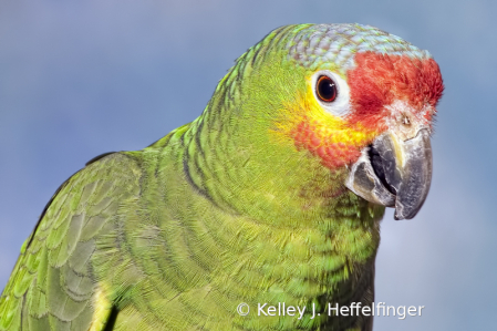 Portrait of Red Crowned Parrot
