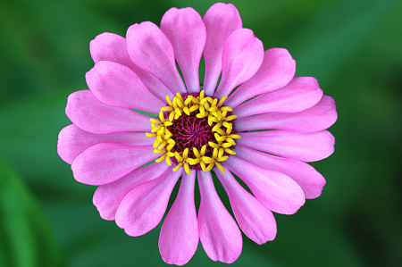 Pink Zinnia