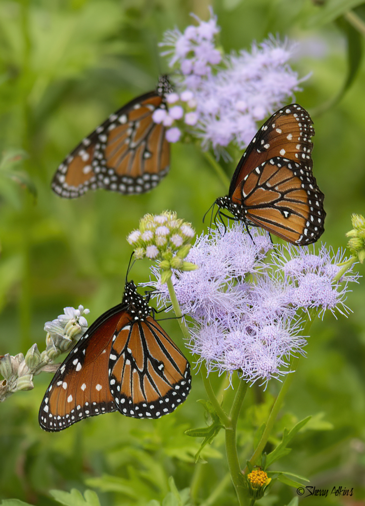 Butterflies - ID: 15948249 © Sherry Karr Adkins