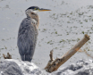 The Watchful Eye