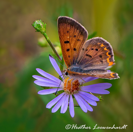 Purple-shot Copper -Gossamer-winged butterfly