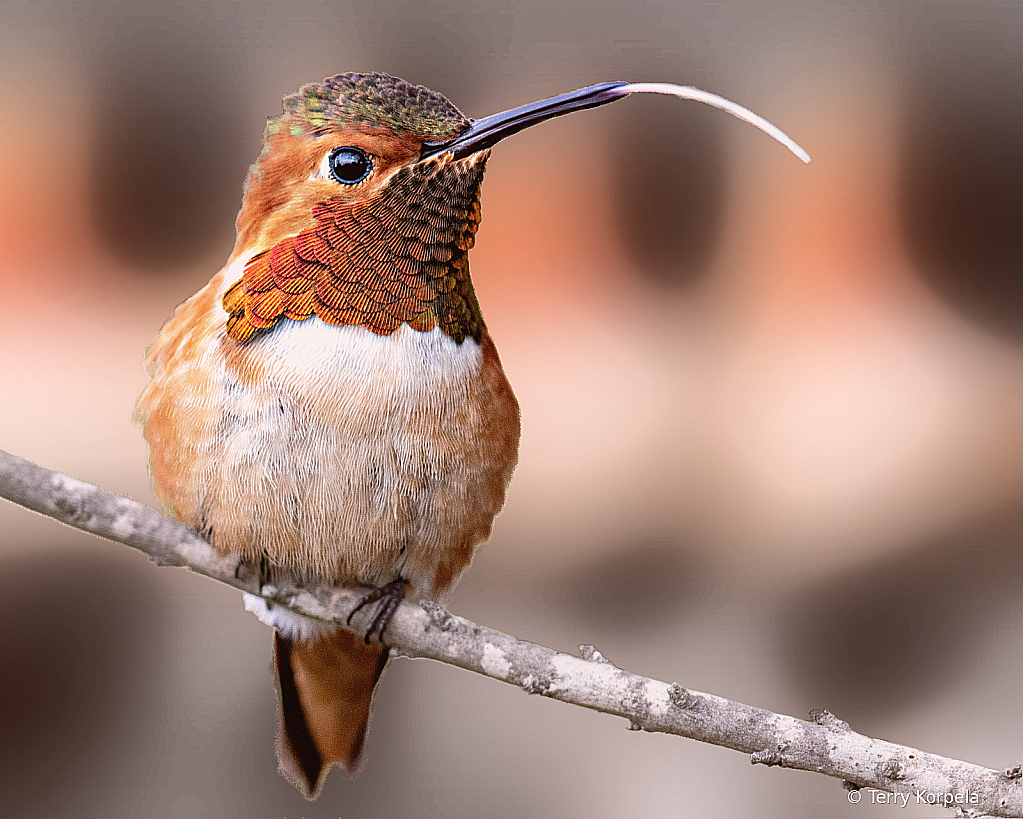 Allen's Hummingbird - ID: 15948266 © Terry Korpela