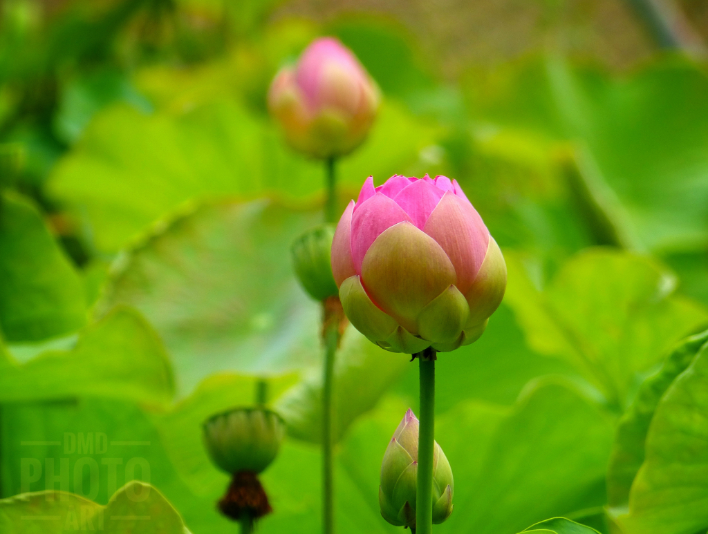 ~ ~ PINK LOTUS ~ ~ 