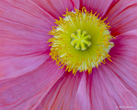 The Heart of a Poppy