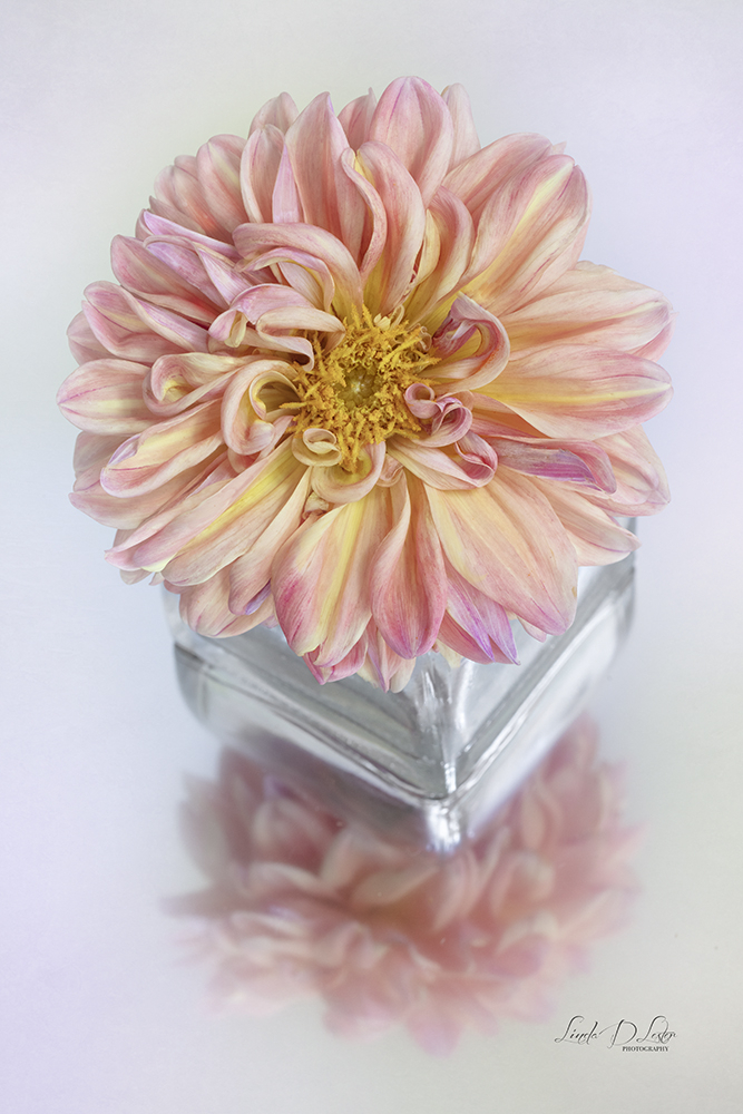 Dahlia Reflection