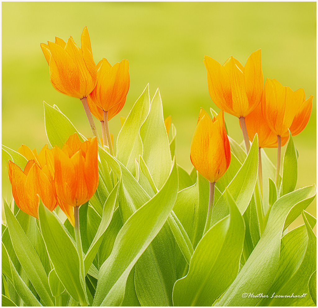 Painted Tulips