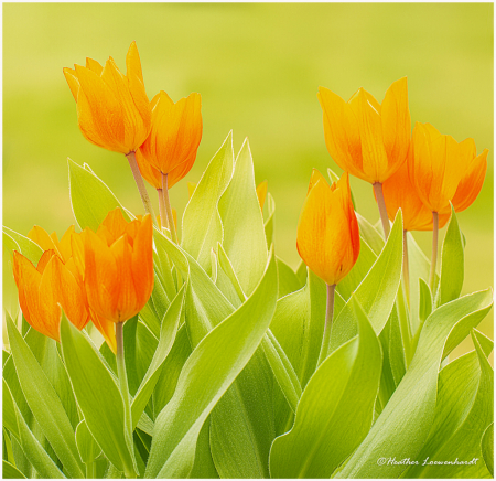 Painted Tulips