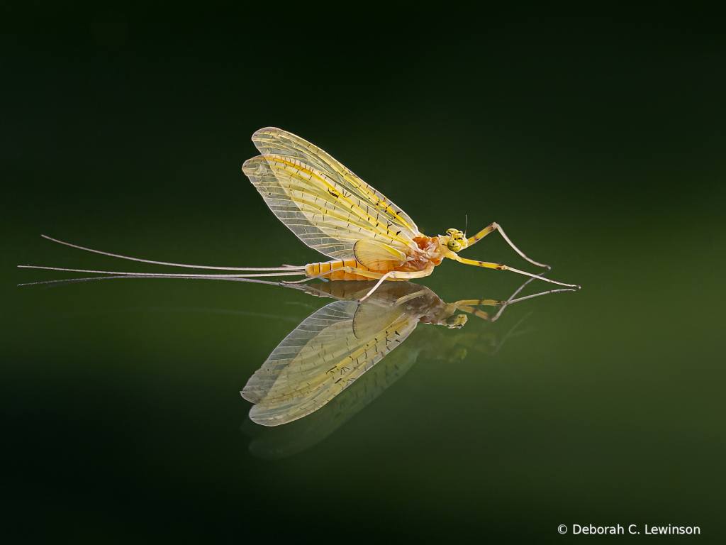 Hitchhiker