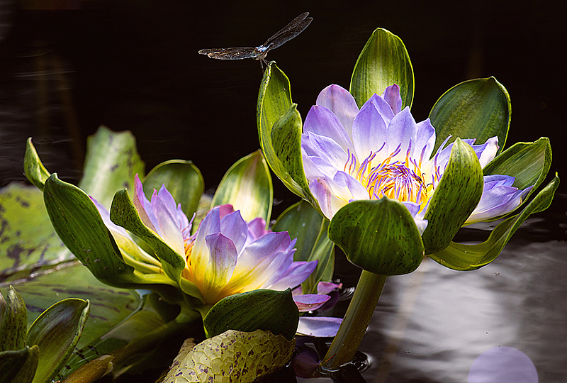 Nymphaea Nangkwag Blue 