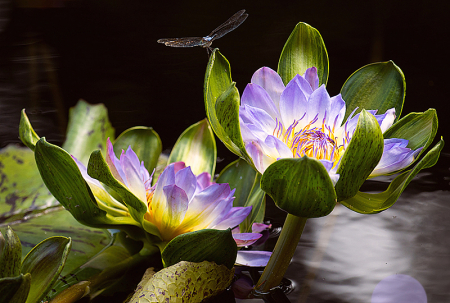 Nymphaea Nangkwag Blue 