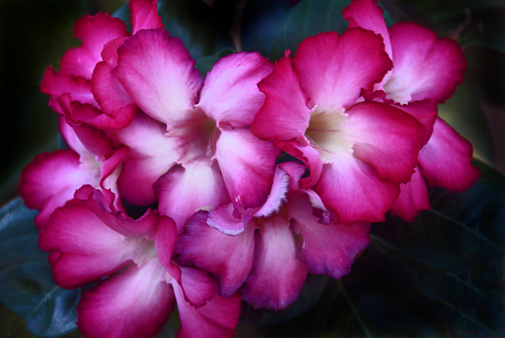 Ladies in pink - ID: 15948526 © Anna Laska