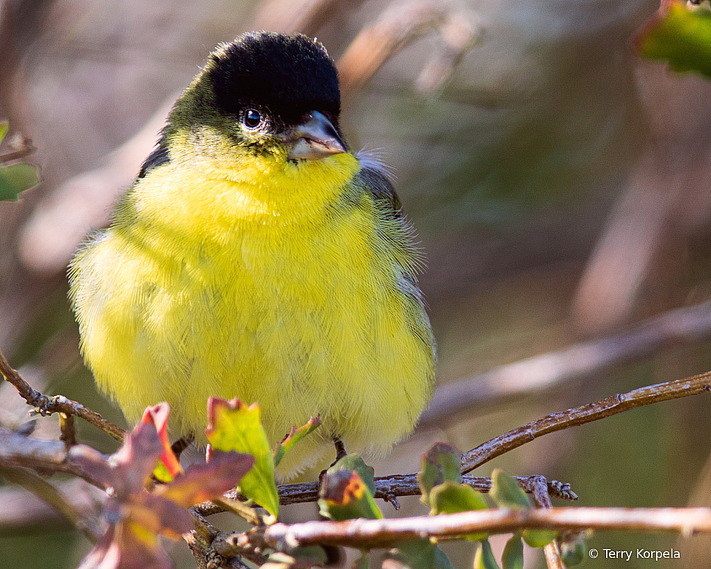 Lesser Goldfinch - ID: 15948562 © Terry Korpela