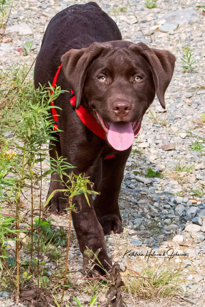 Buck’s Walk In the Woods!