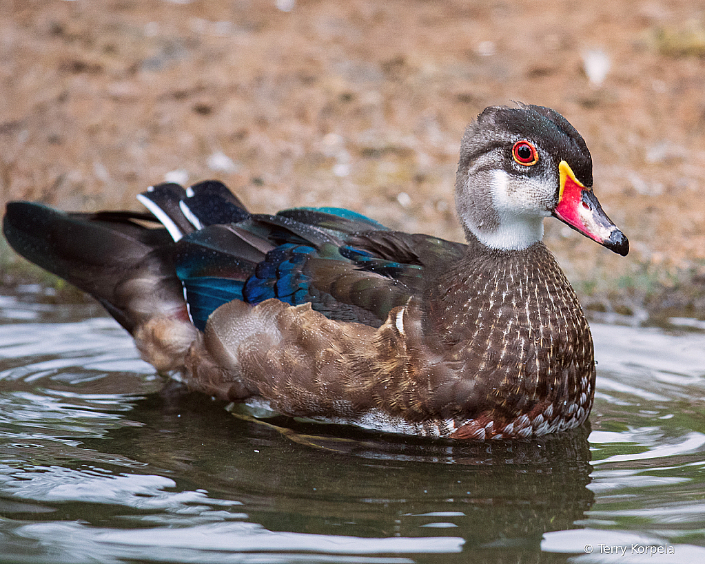 American Wood Duck (eclipse) - ID: 15948587 © Terry Korpela