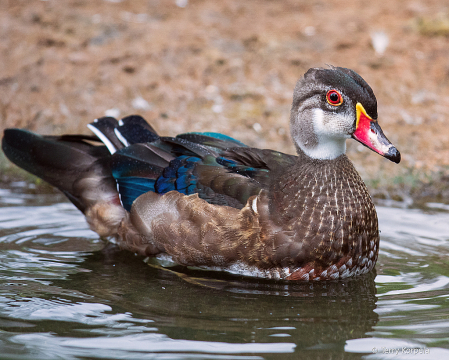 American Wood Duck (eclipse)