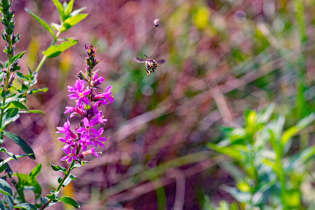 Purple Loosestrife and a Flying Bumblebee