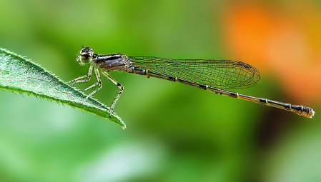 Damselfly