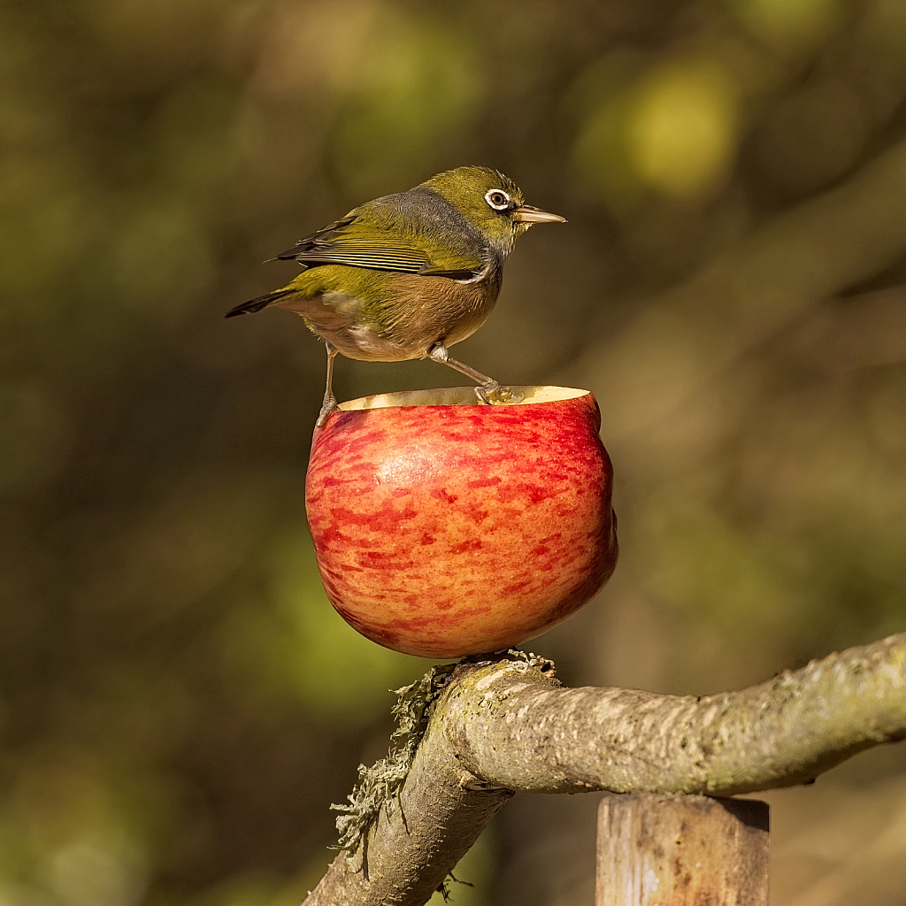 Apple eater