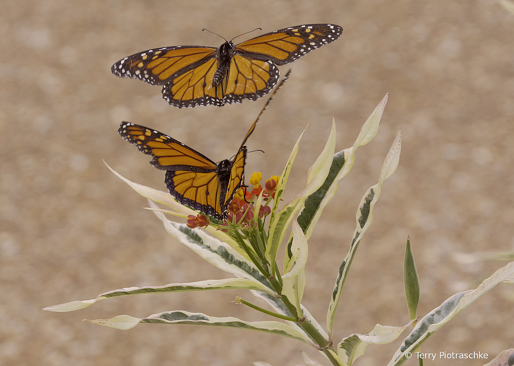 Two Monarchs