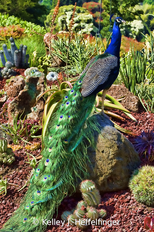 Peacock in His Garden - ID: 15948697 © Kelley J. Heffelfinger