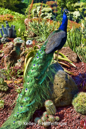 Peacock in His Garden