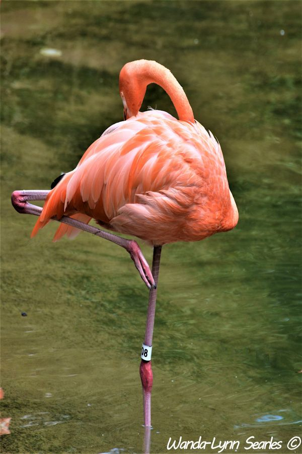 Caribbean Flamingo