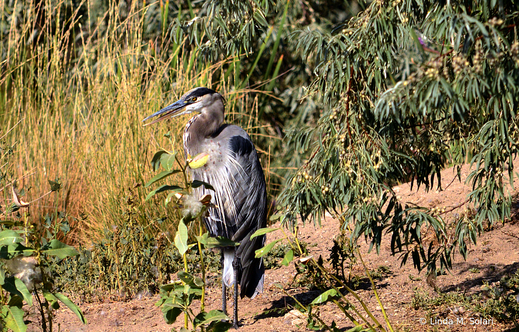 Great Blue Heron