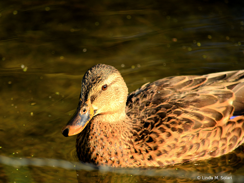 Sunbathing Duck