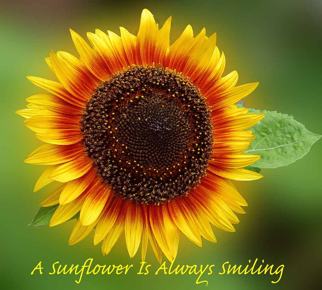 A Sunflower Is Always Smiling