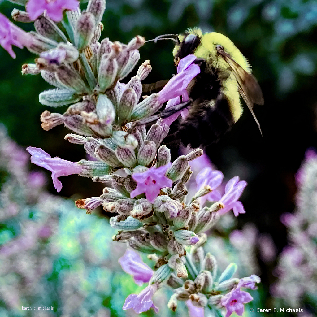 bee with flower - ID: 15948837 © Karen E. Michaels
