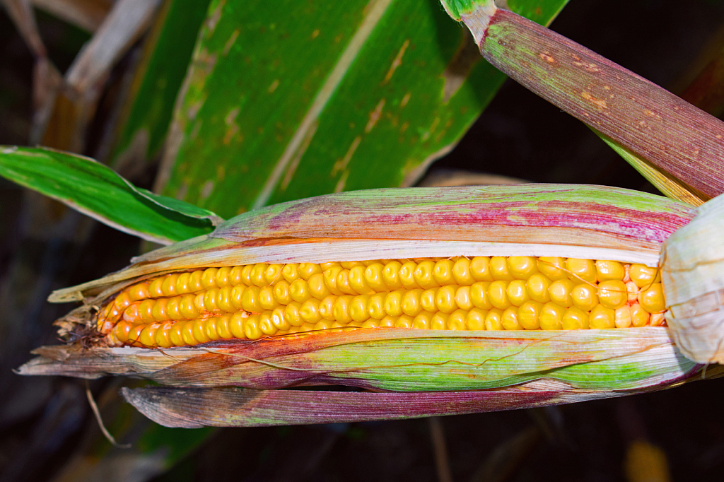 Field Corn