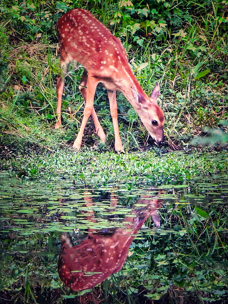 Fawn - ID: 15948808 © Janet Criswell