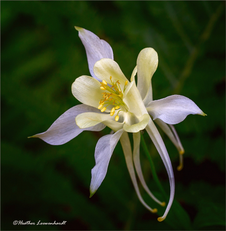 Exquisite Columbine