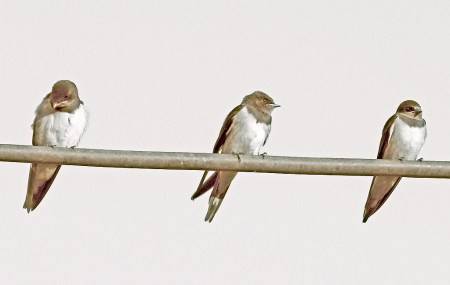 Swallows on rest.