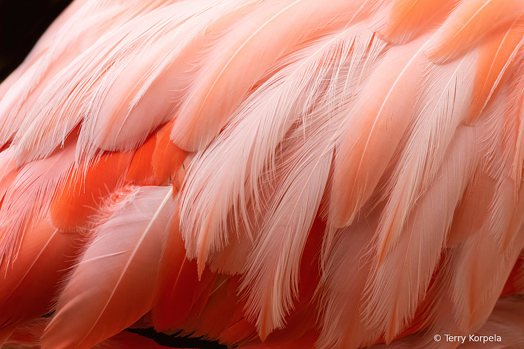 Flamingo   - ID: 15948874 © Terry Korpela