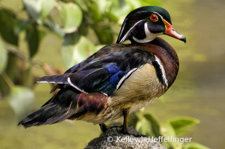 Wood Duck 