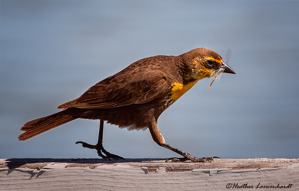 Female Yellow Headed Blackbird