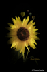Sunflower at Ball...