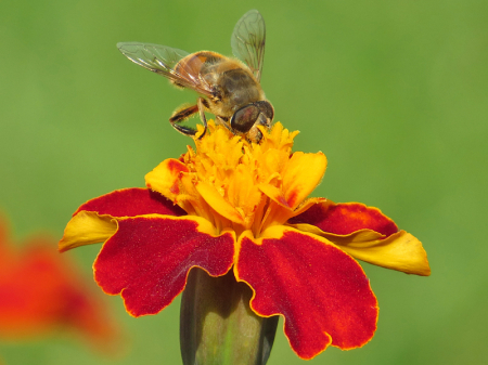 Bee on Marigold