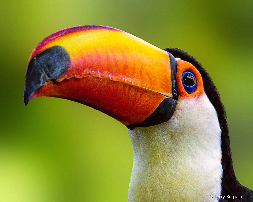 Toucan Portrait - ID: 15948998 © Terry Korpela