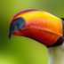 © Terry Korpela PhotoID# 15948998: Toucan Portrait