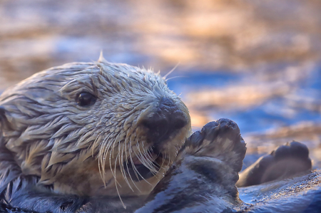 Sea Otter