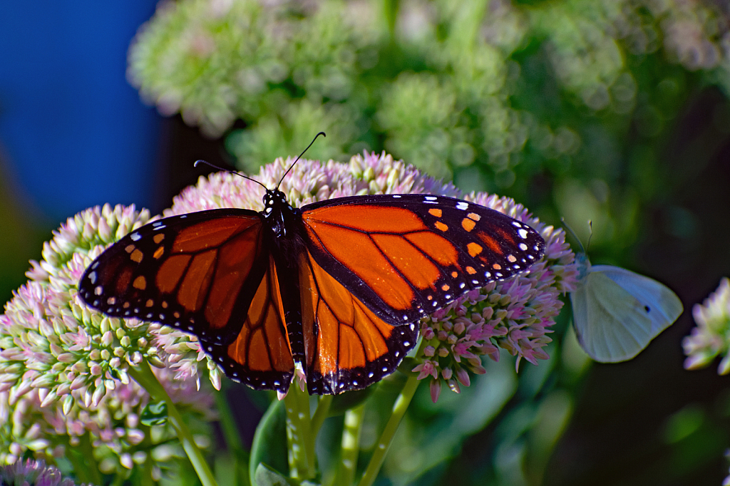 A Monarch and a Cabbage Butterfly