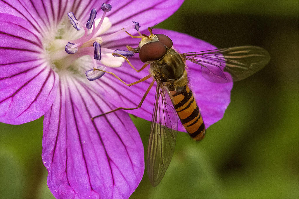 Hoverfly on Pink Geranium - ID: 15949026 © Susan Gallagher