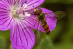 Hoverfly on Pink ...