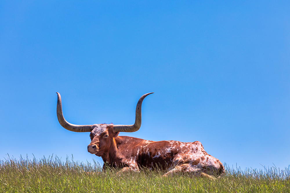 Lazy Longhorn