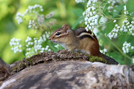 Chipmunk