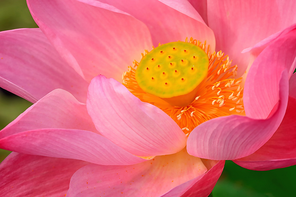 Pink Lotus