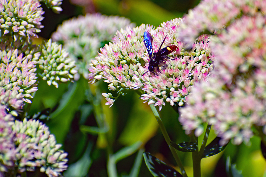 A Large Wasp Pollinating a Sedum